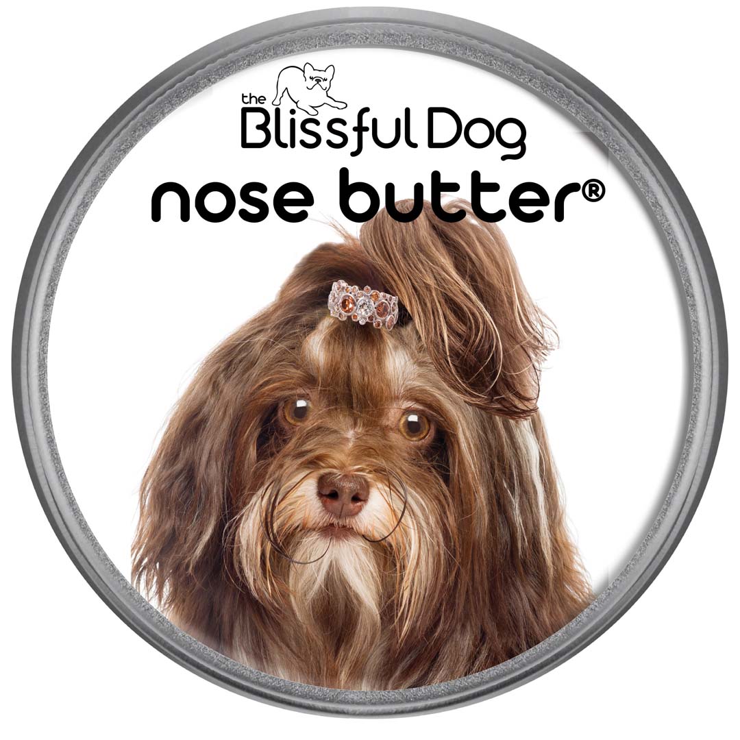 Havanese Nose is dry