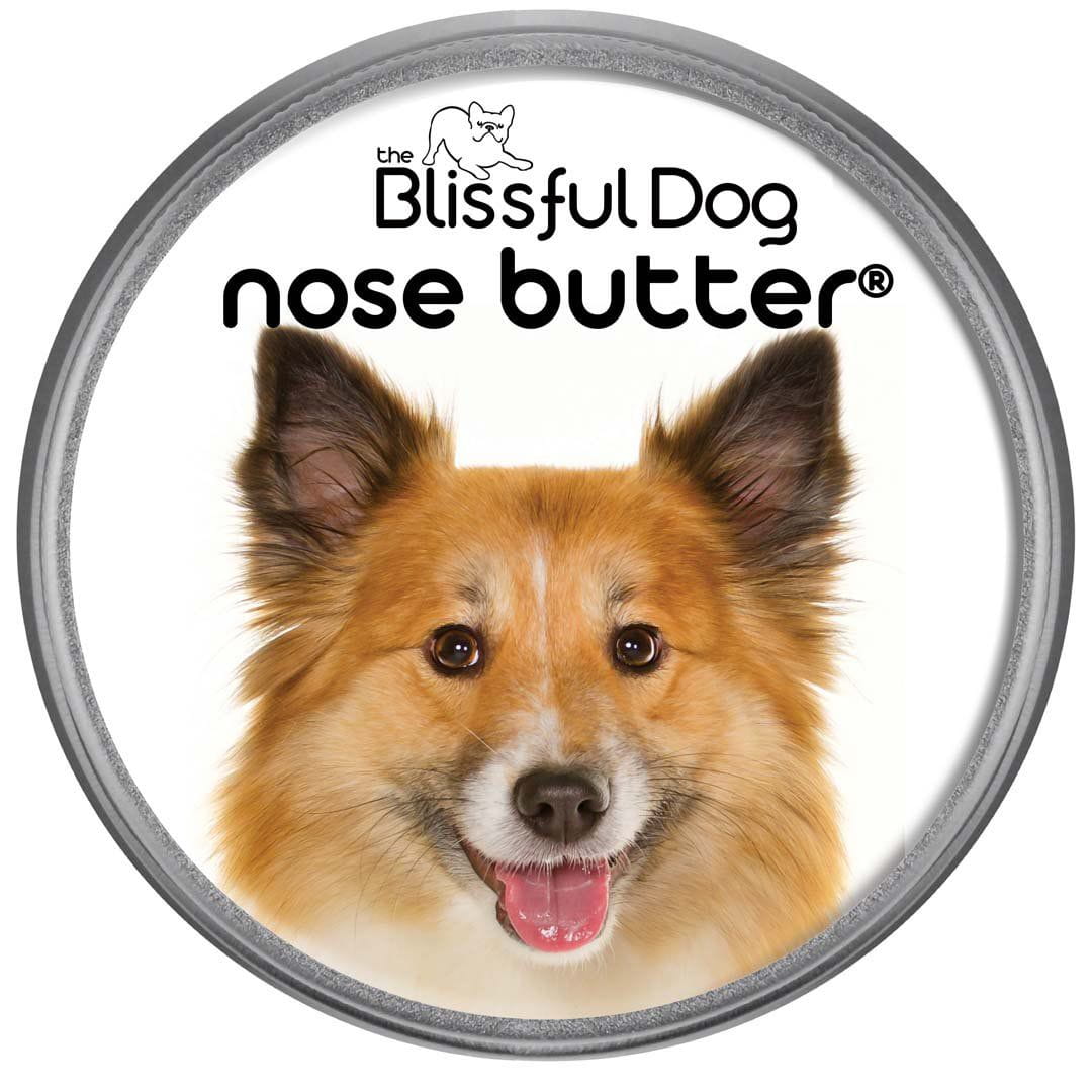 Icelandic Sheepdog nose is dry