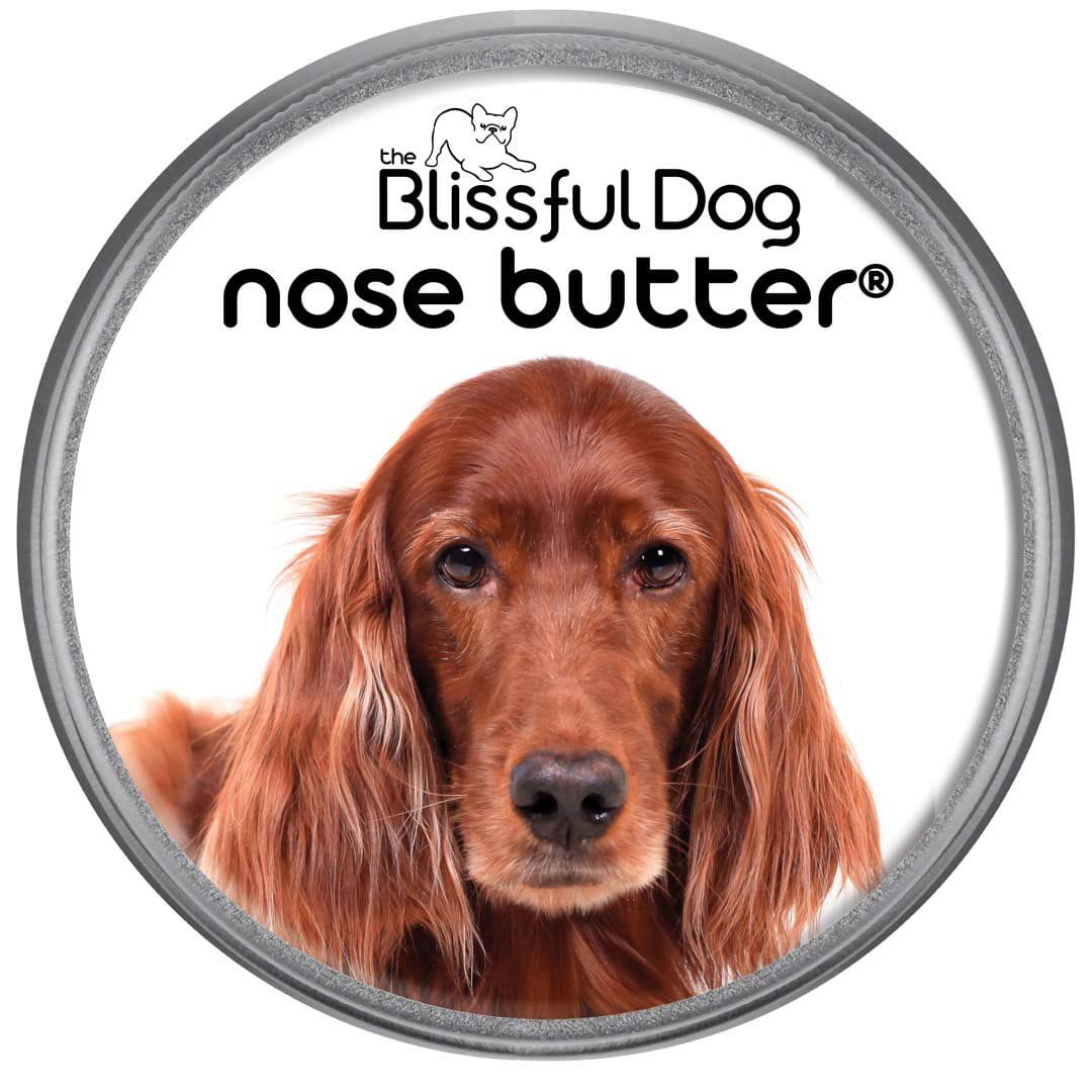 Irish Setter has dry nose