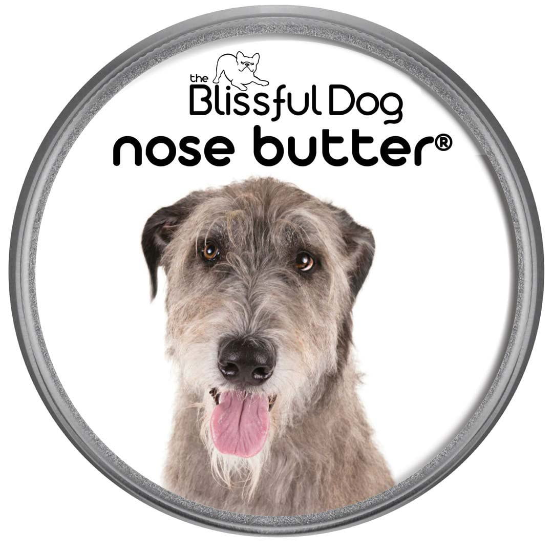 Irish Wolfhound has dry nose