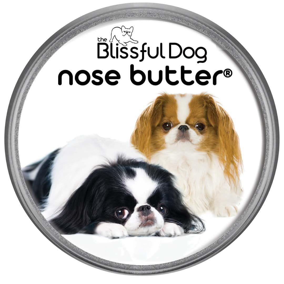 Japanese Chin Nose is dry