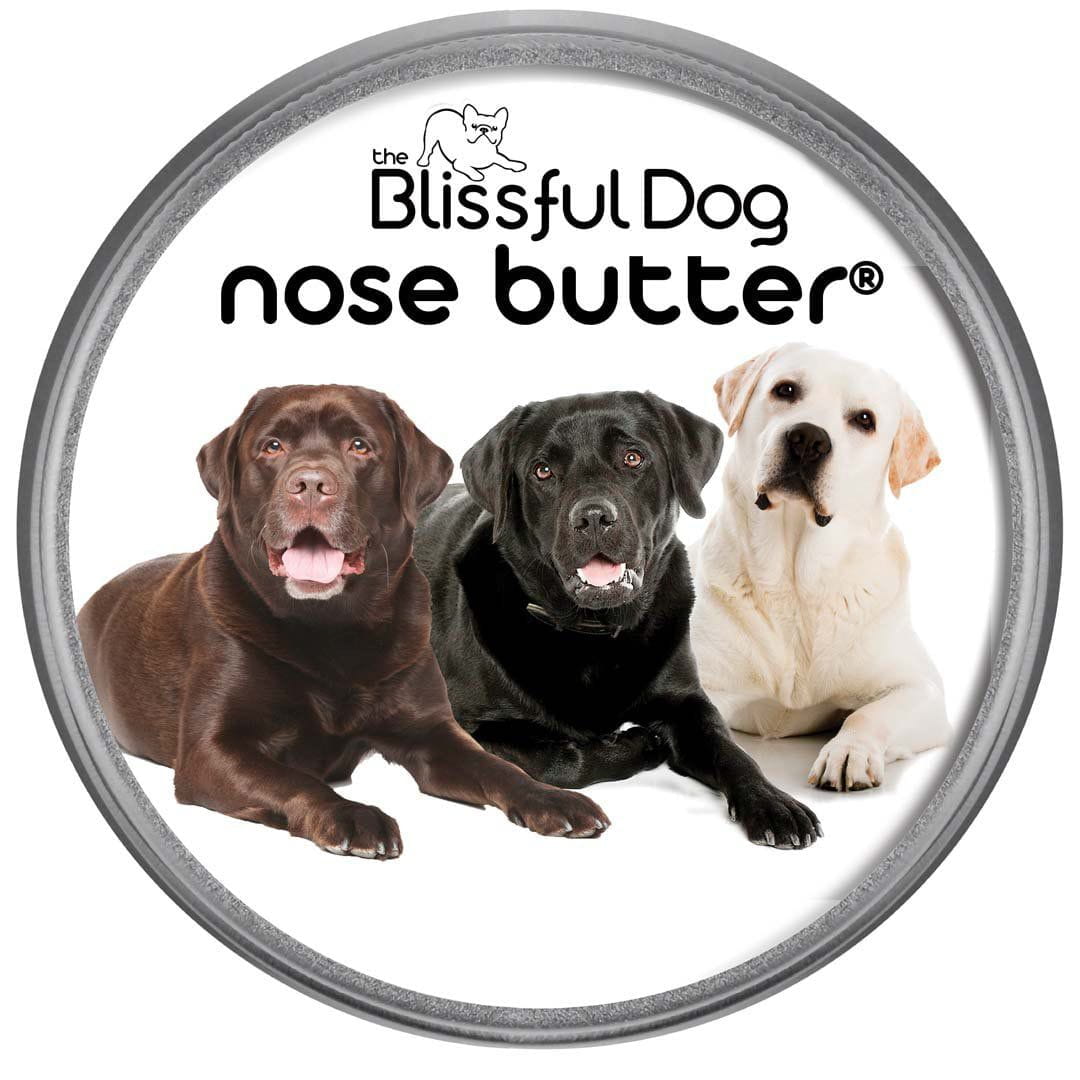 Chocolate lab nose best sale