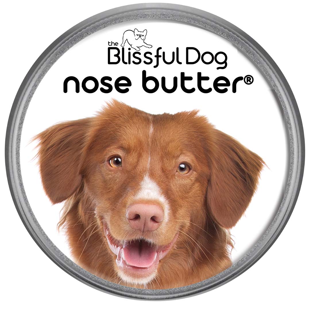 nova scotia duck tolling retriever