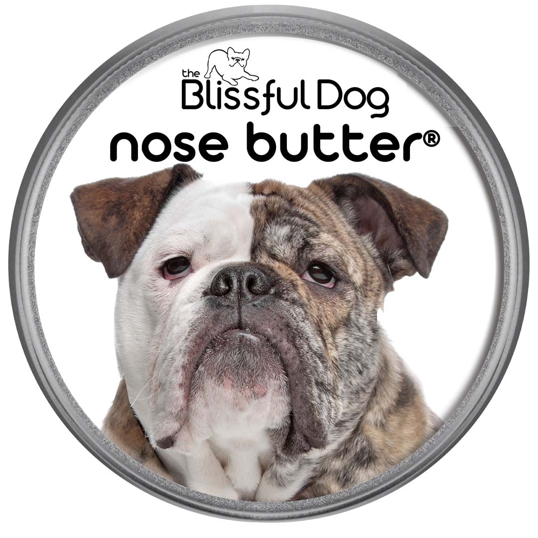 Olde English Bulldogge Has DryNose