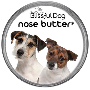 Parson Russell Terrier Nose is dry
