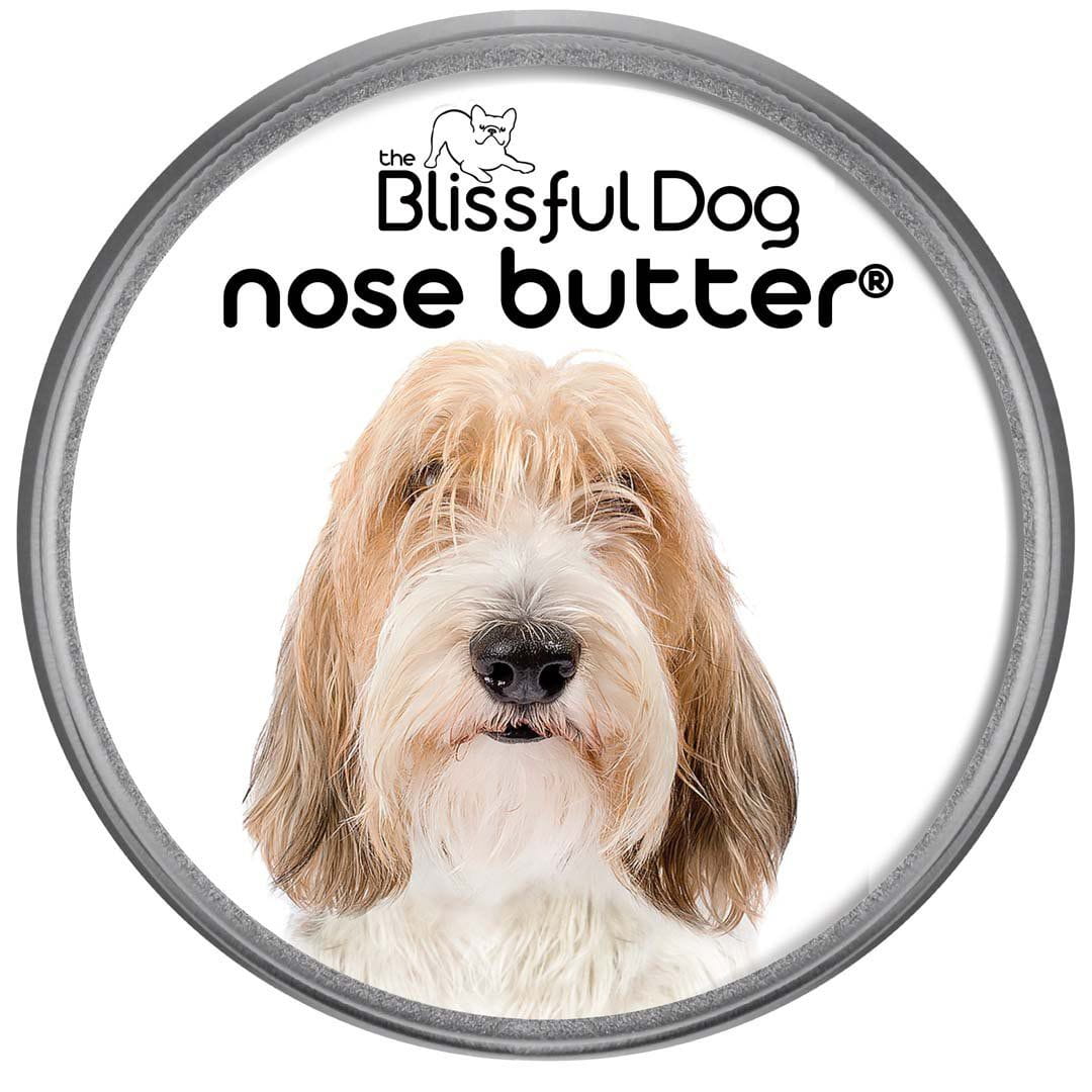 Petit Basset Griffon Vendéen dry nose