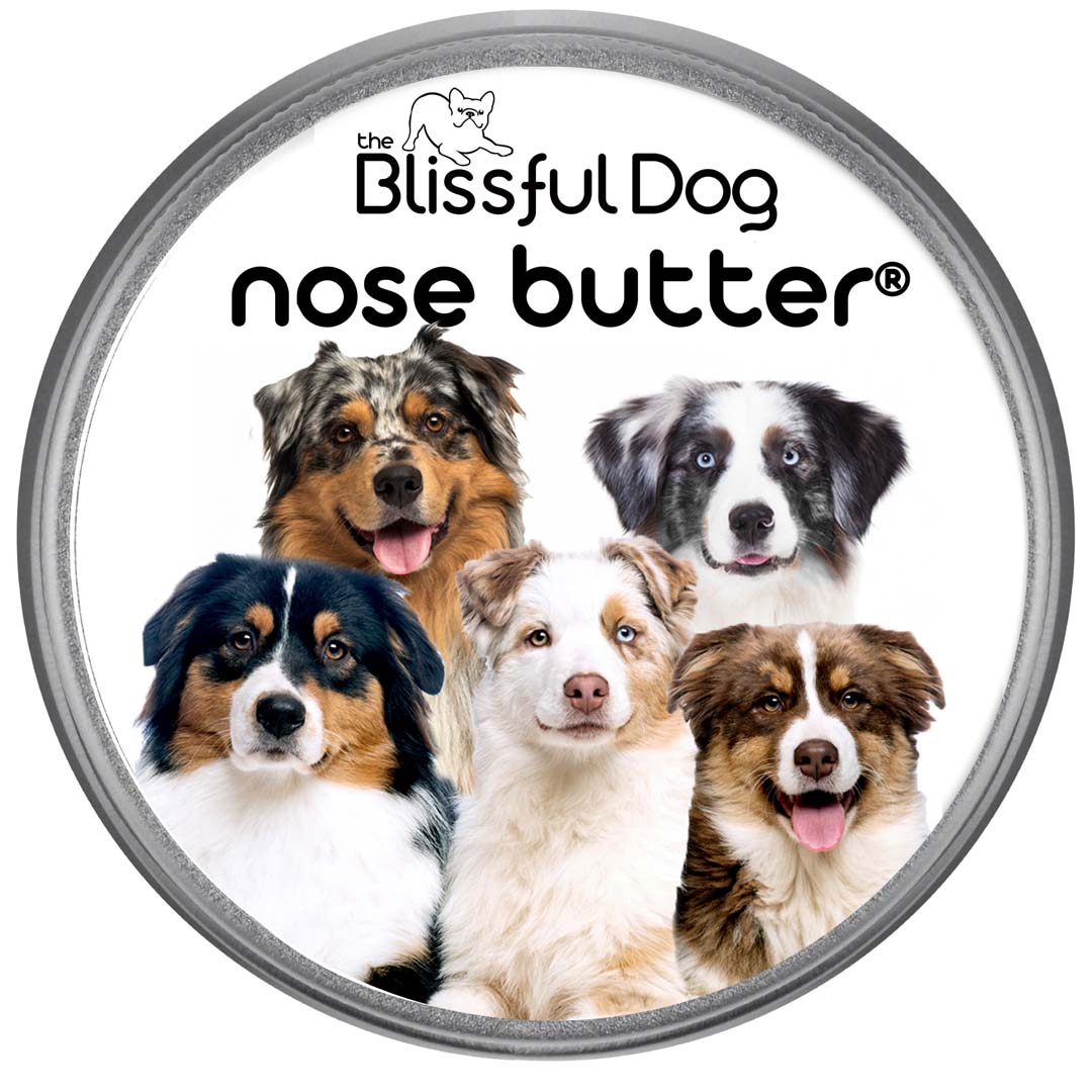 australian shepherd nose 