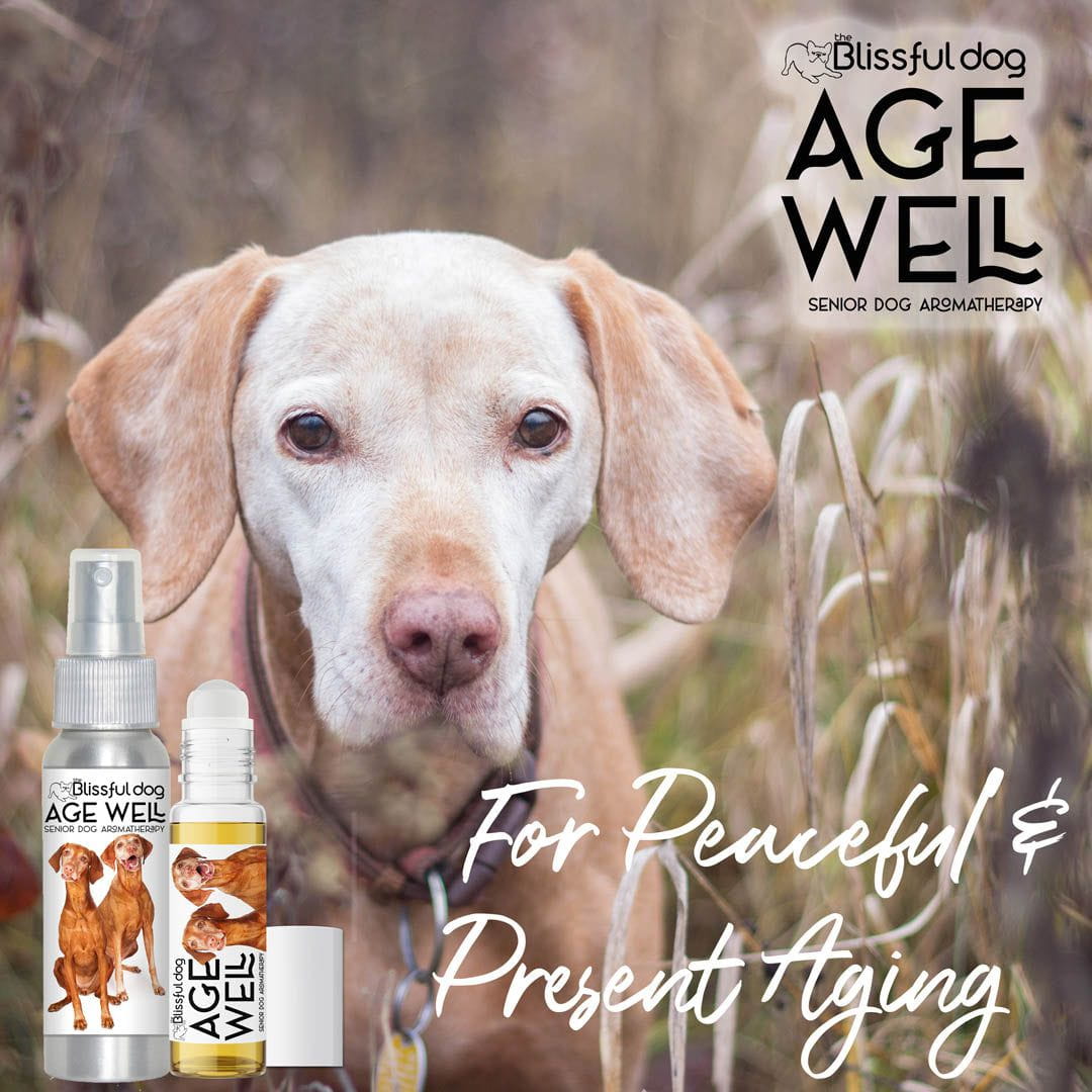 vizsla age well dog aromatherapy
