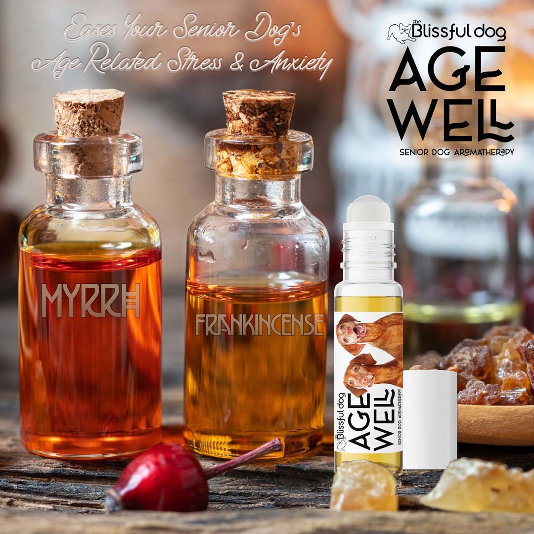 vizsla dog senior care