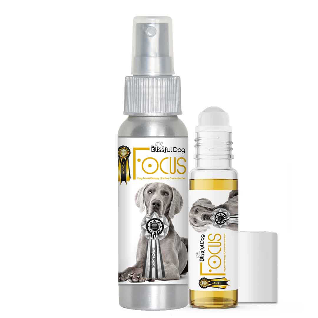 Weimaraner dog aromatherapy 