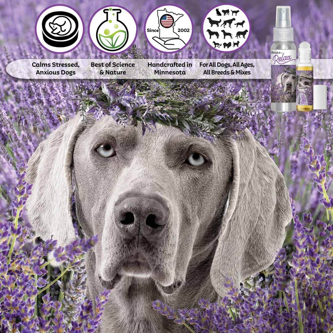 weimaraner relax dog aromatherapy