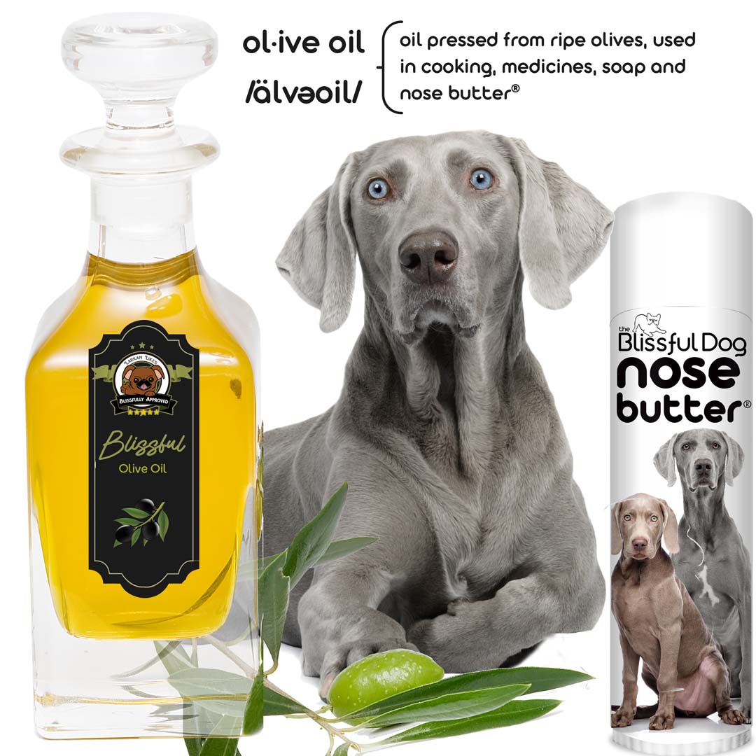 Weimaraner Nose dryness