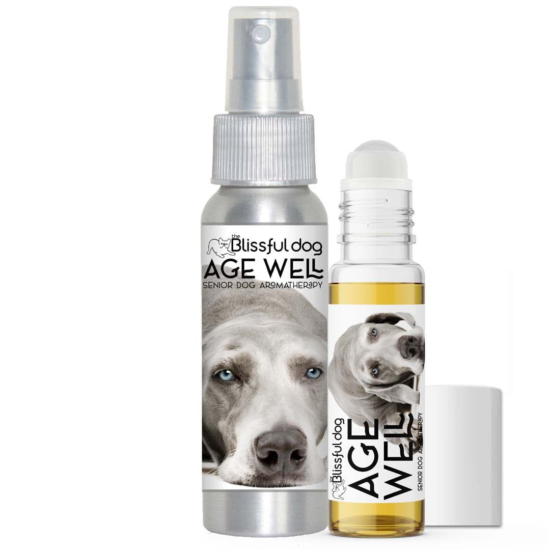 weimaraner age well senior aromatherapy