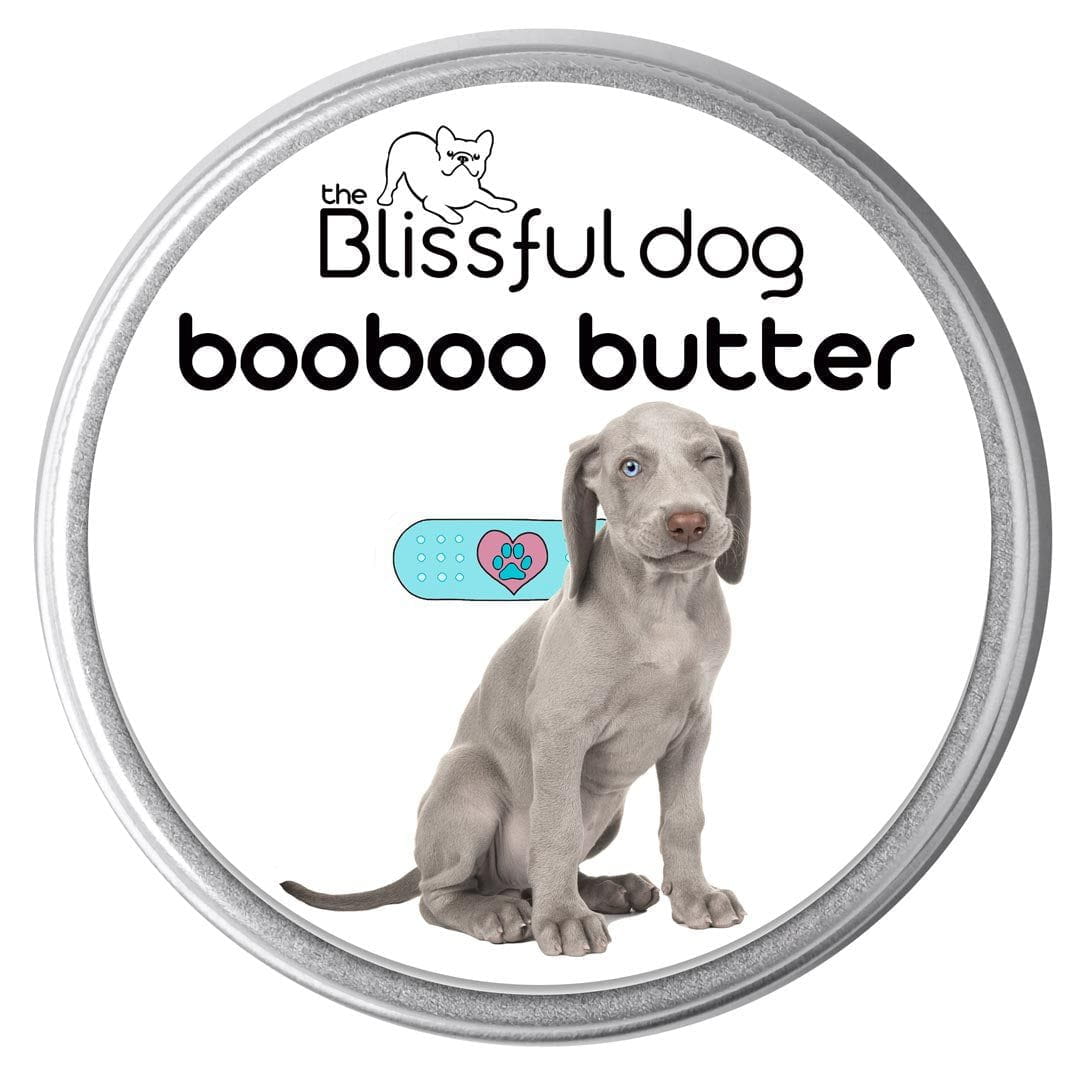 Weimaraner stuff 2025