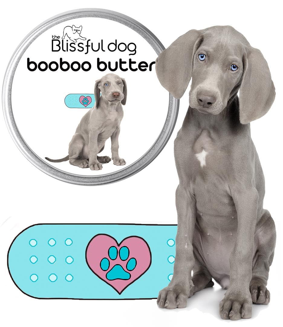 Weimaraner stuff deals