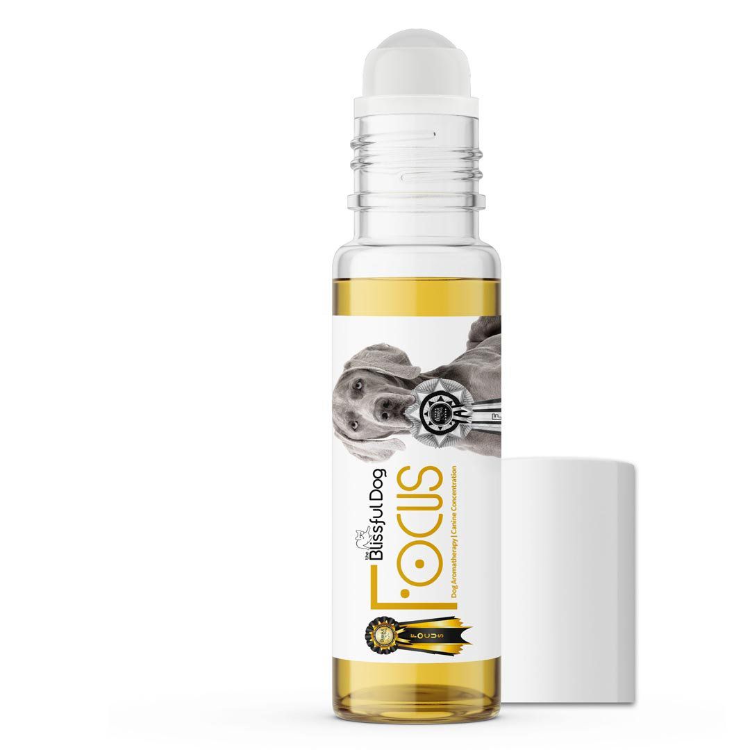 Weimaraner dog aromatherapy for training