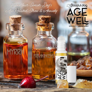 aging weimaraner aromatherapy