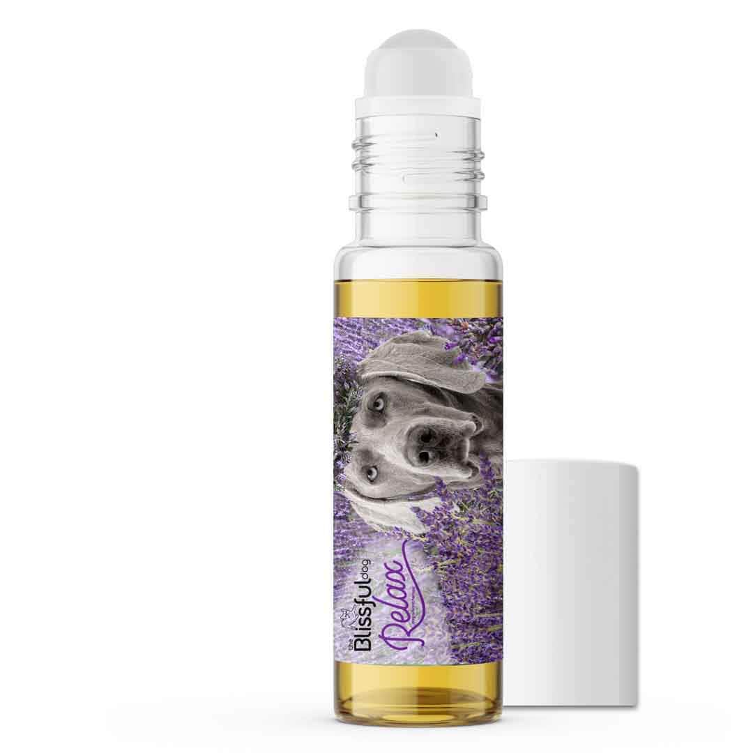 weimaraner scared fireworks