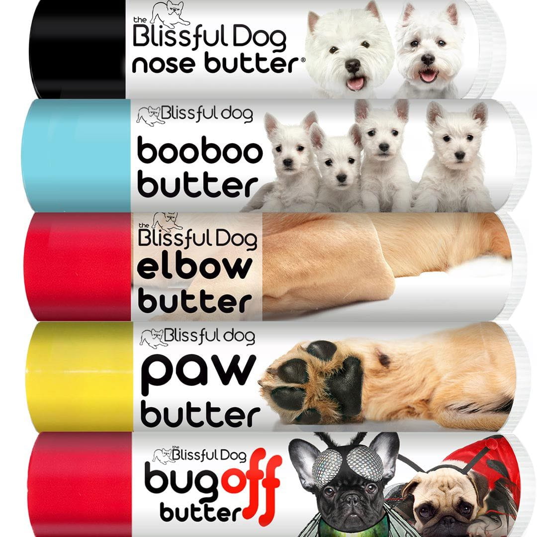 west highland terrier dog