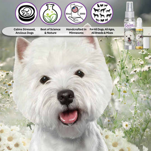 west highland white terrier relax dog aromatherapy