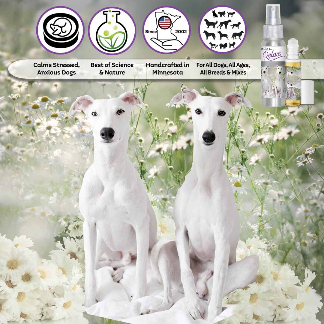 whippet dog aromatherapy