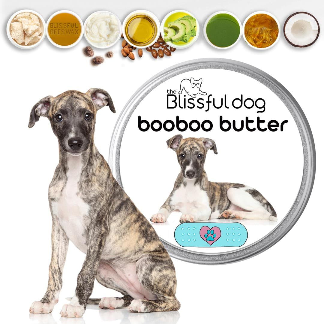 Whippet best sale puppy care