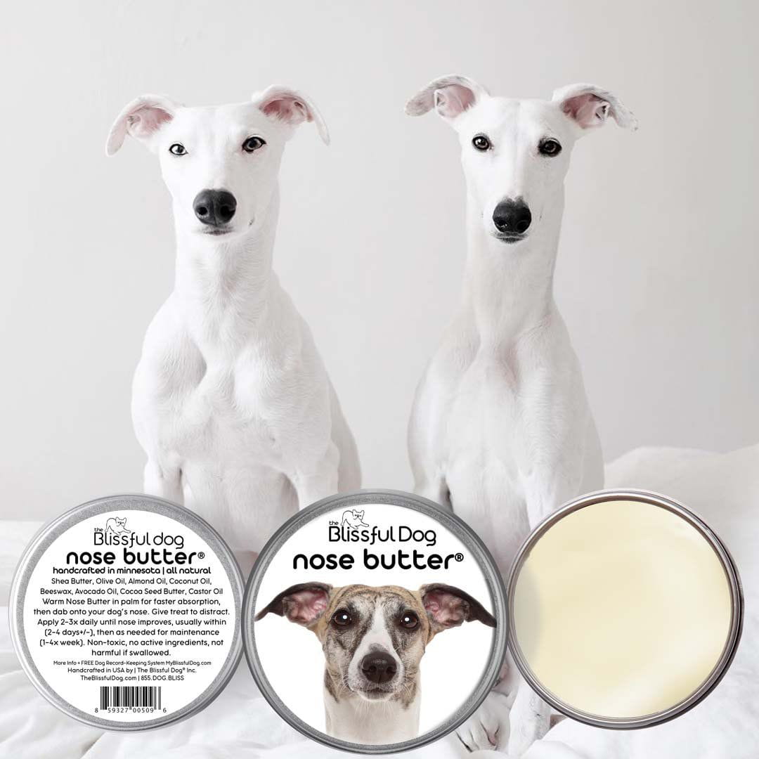 Whippet has dry nose