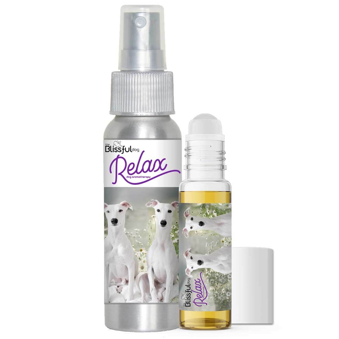 whippet afraid thunder