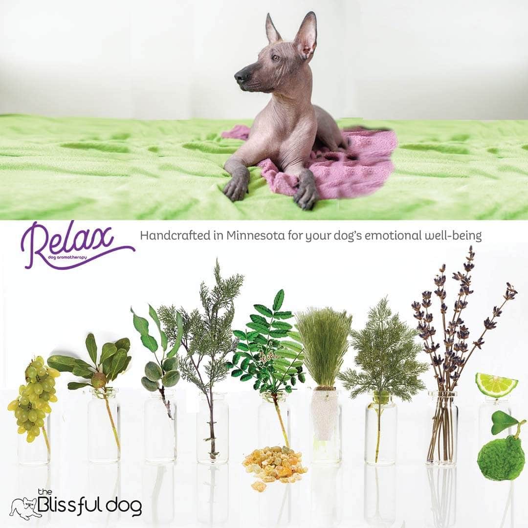 Xoloitzcuintli calming dog aromatherapy 