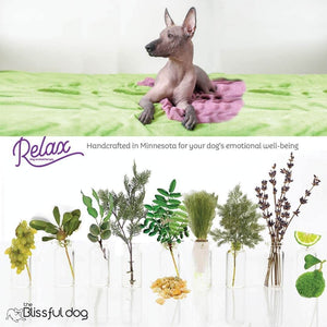 Xoloitzcuintli calming dog aromatherapy 