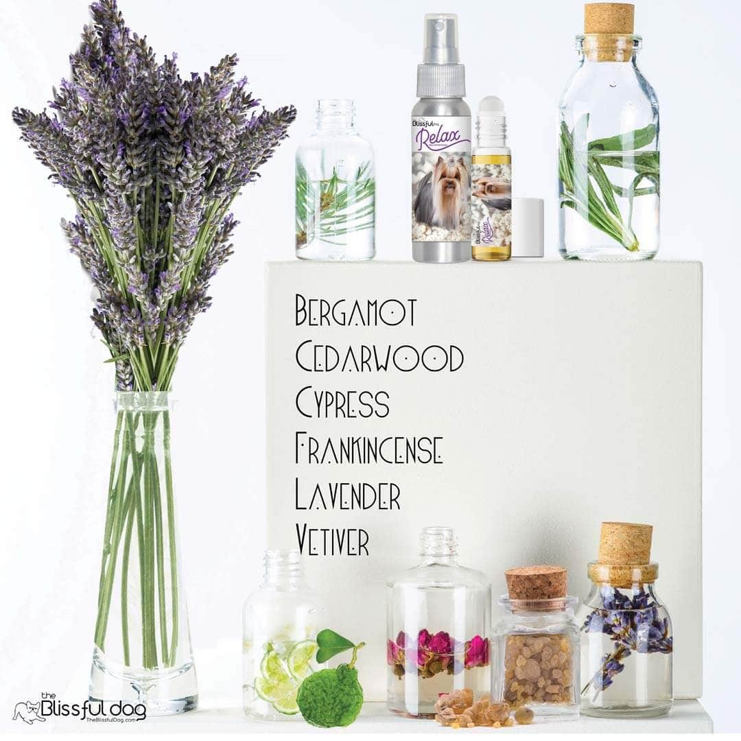 Yorkie scared thunder