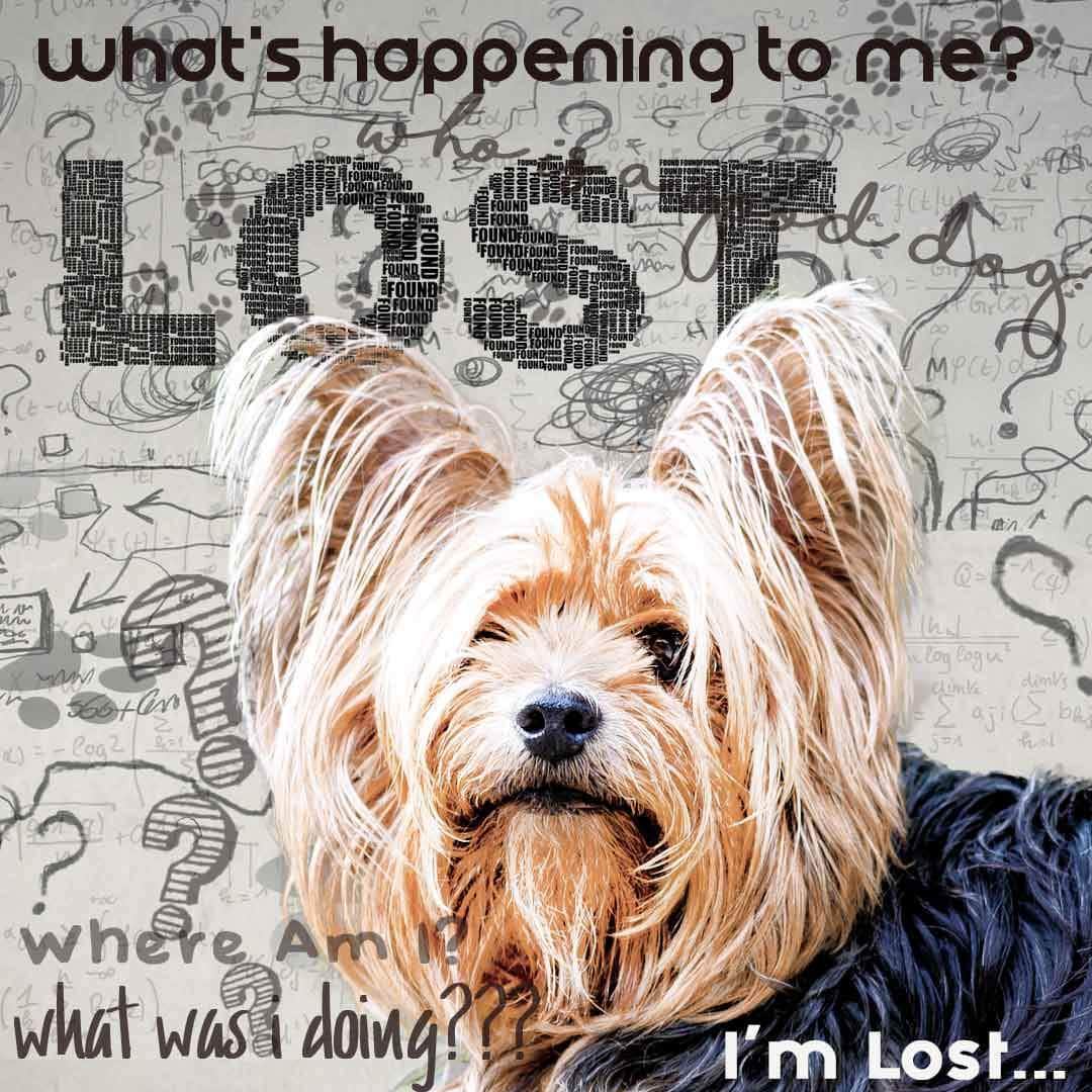 Yorkshire Terrier Age Well Dog Aromatherapy