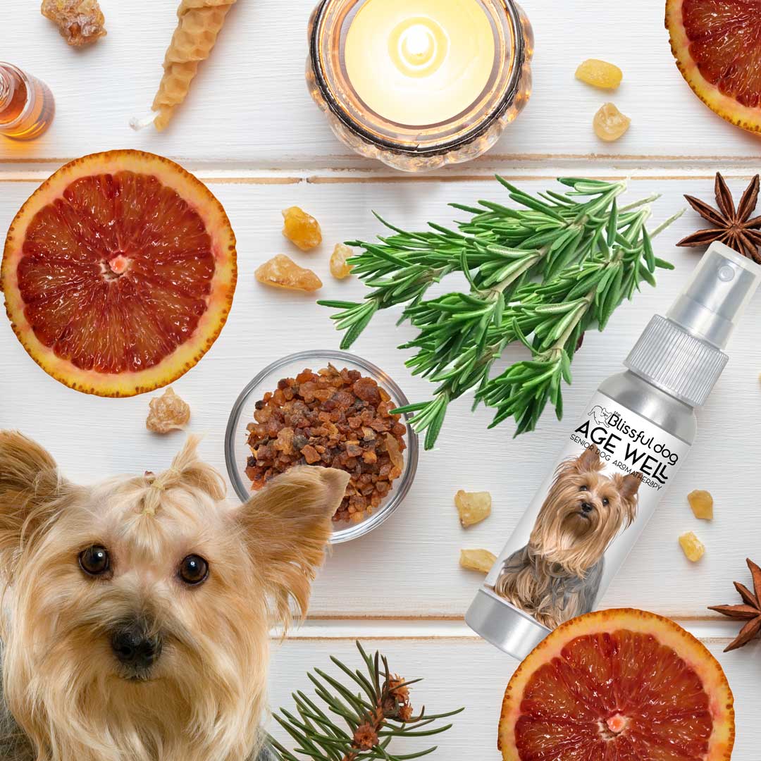 senior yorkshire terrier age well