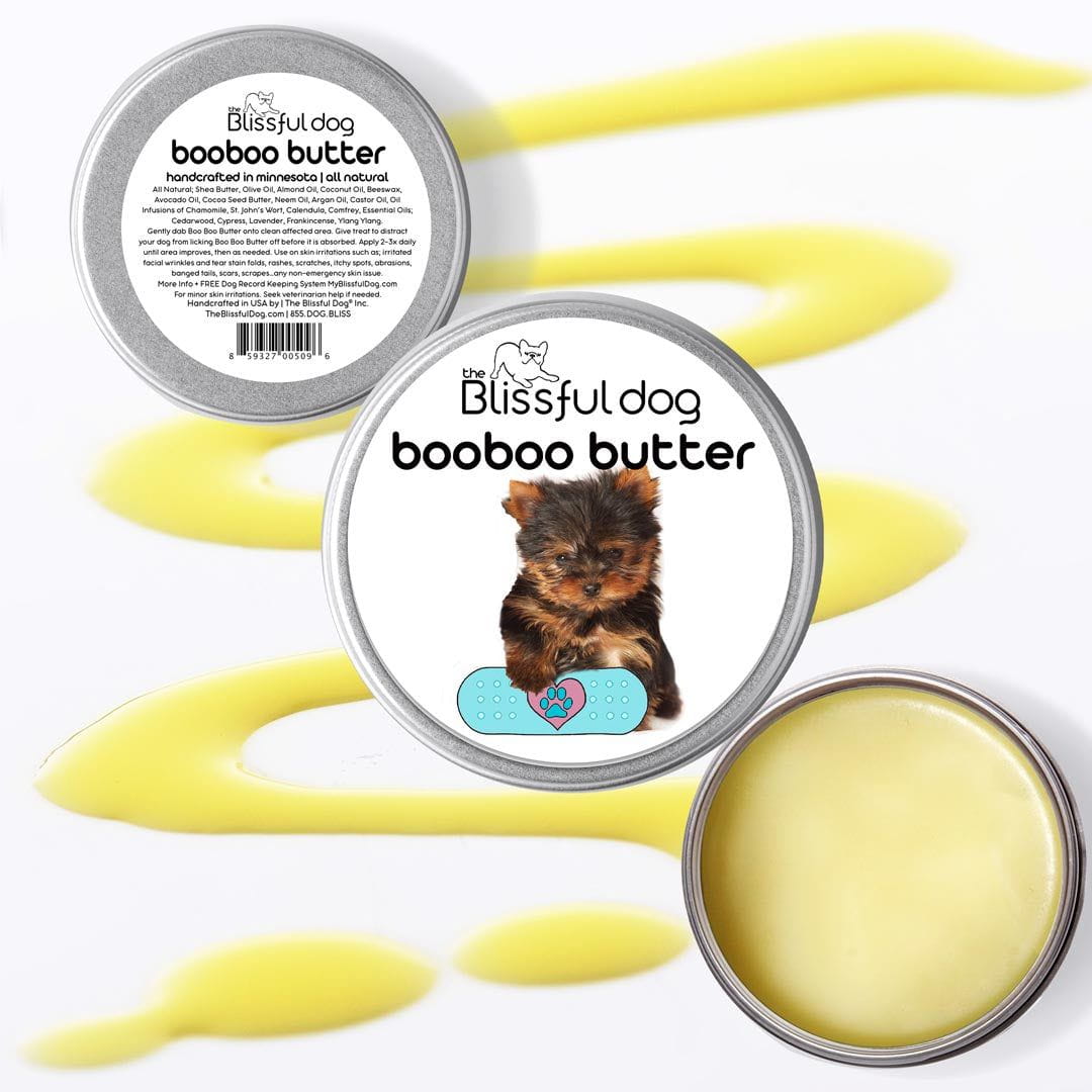 yorkshire terrier itchy skin care