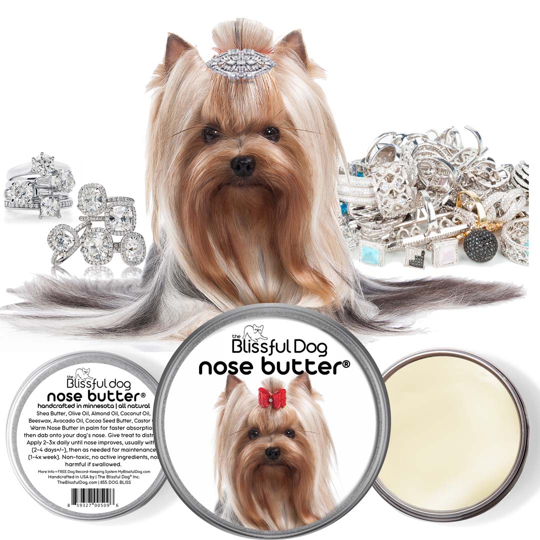 Yorkshire Terrier Nose is dry
