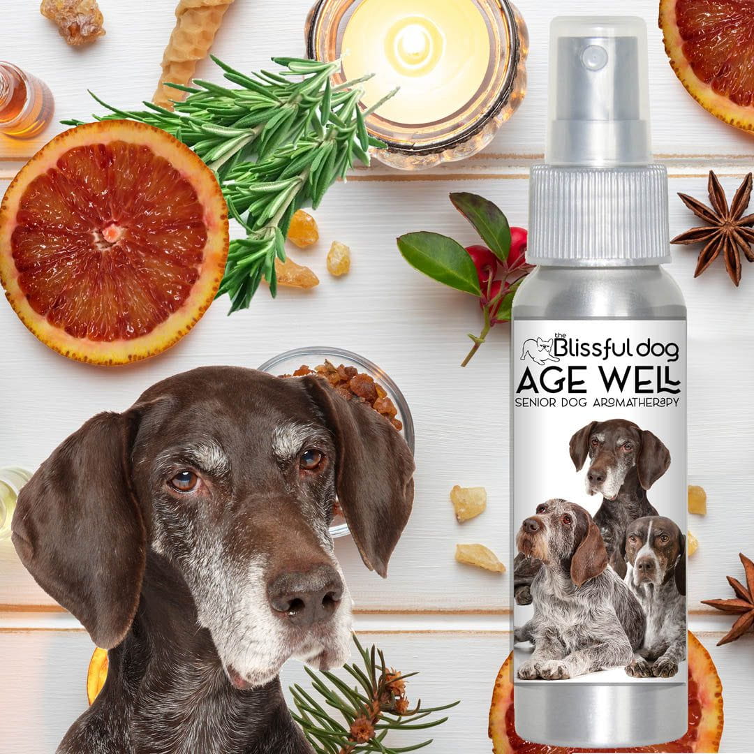 aromatherapy for senior pointer
