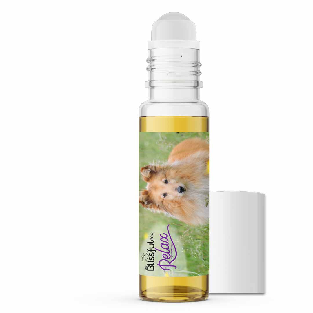 shetland sheepdog separation anxiety